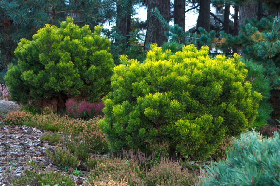 Сосна Горная Карстенс Винтерголд