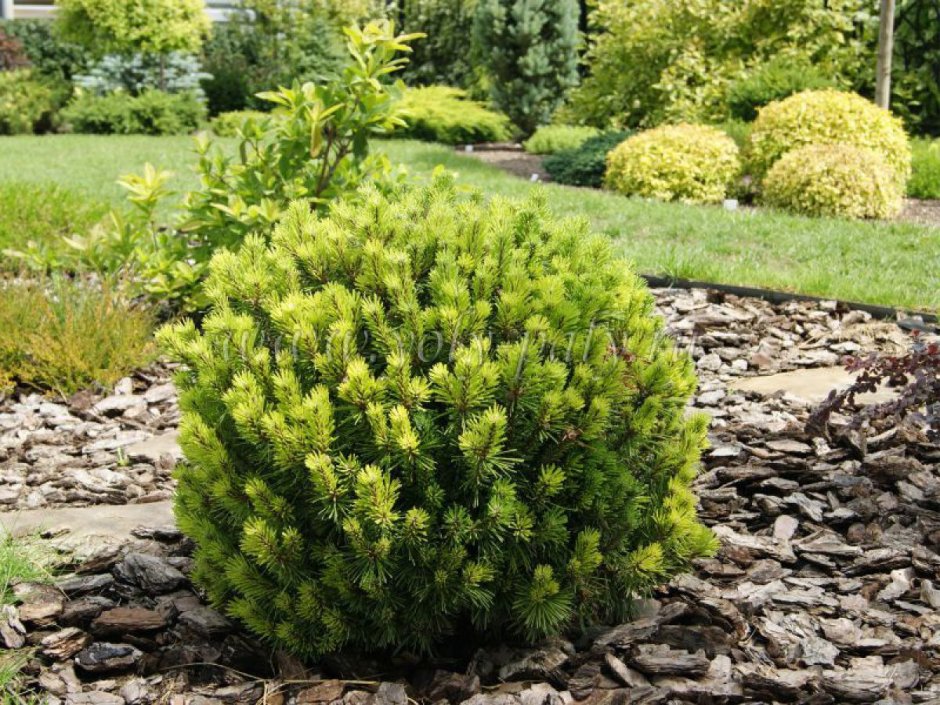 Сосна Горная "Винтерголд" (Wintergold)