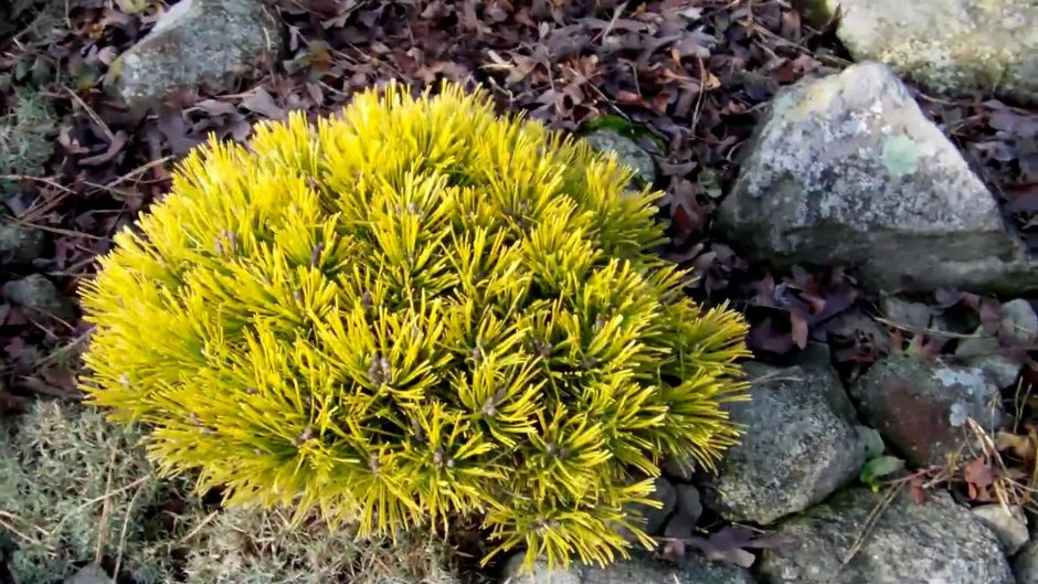 Сосна Горная Офир