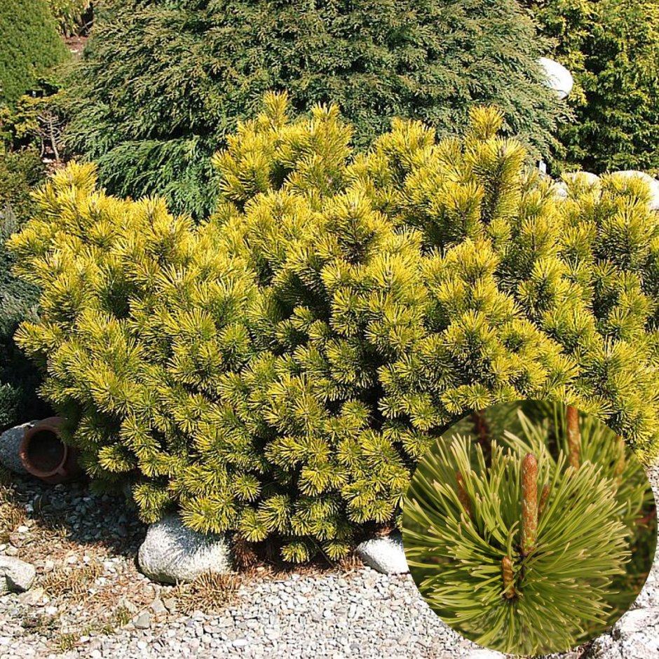 Сосна Горная Винтер Голд на штамбе