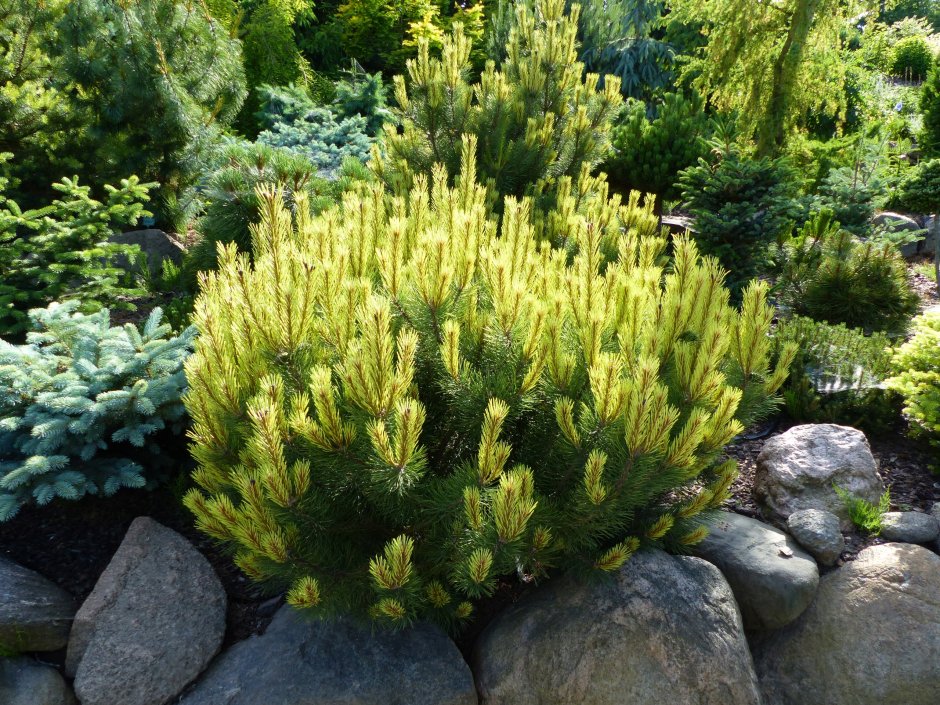 Туя Западная Думоза