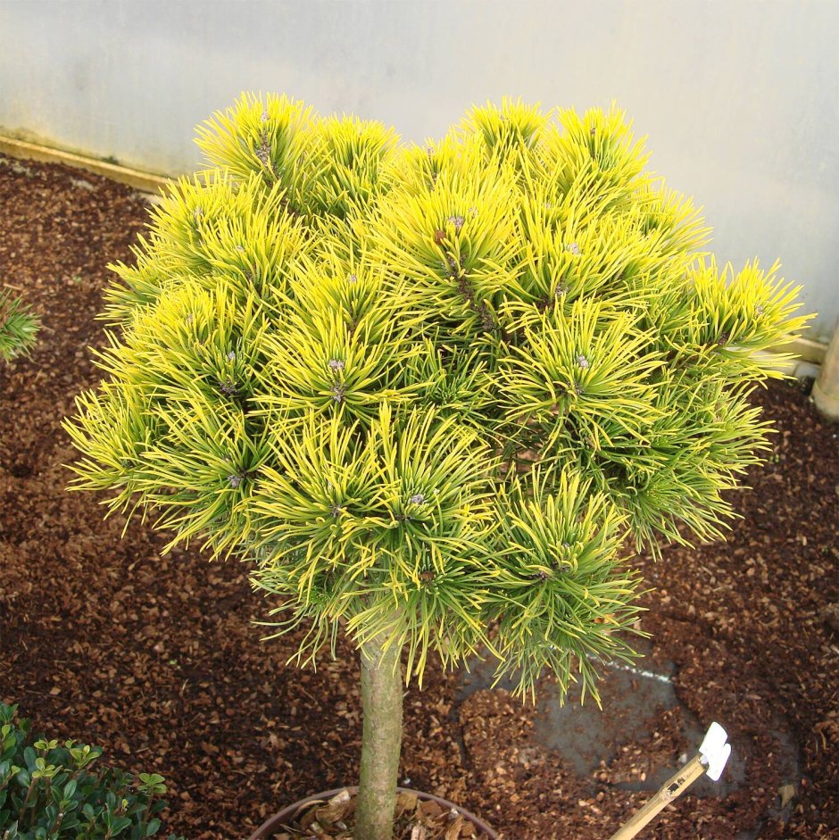 Сосна Горная Пумилио шишки