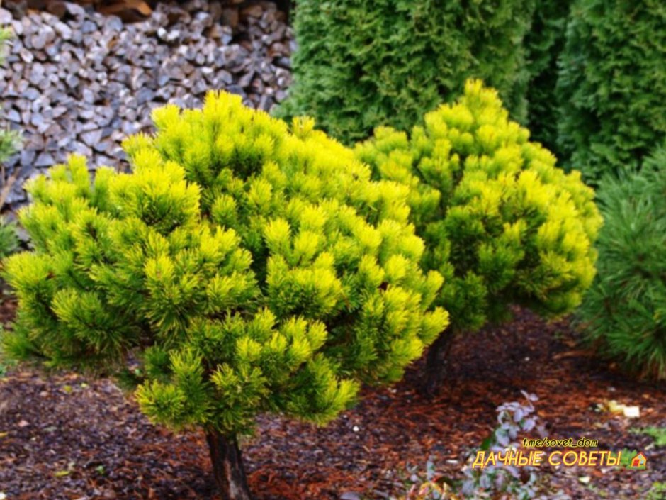 Сосна Горная "Винтерголд" (Wintergold)