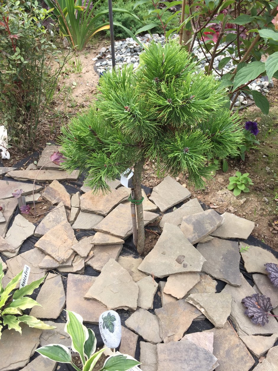 Сосна Горная Карстенс Винтерголд