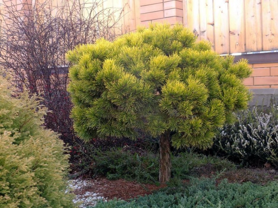 Сосна Горная Wintergold