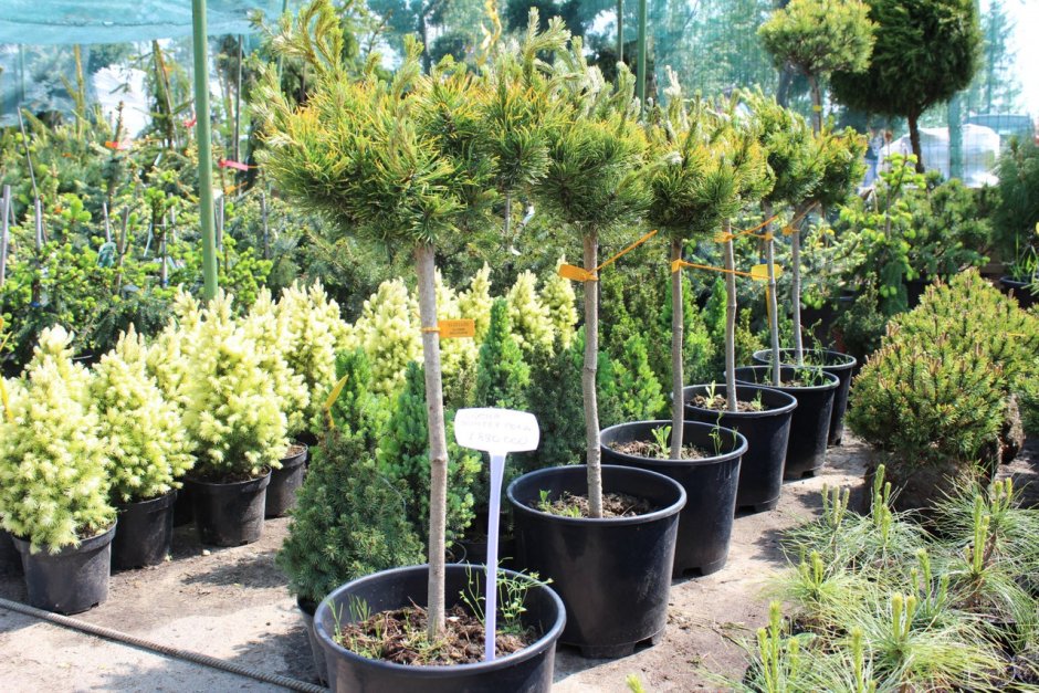 Сосна Горная Винтер Голд на штамбе