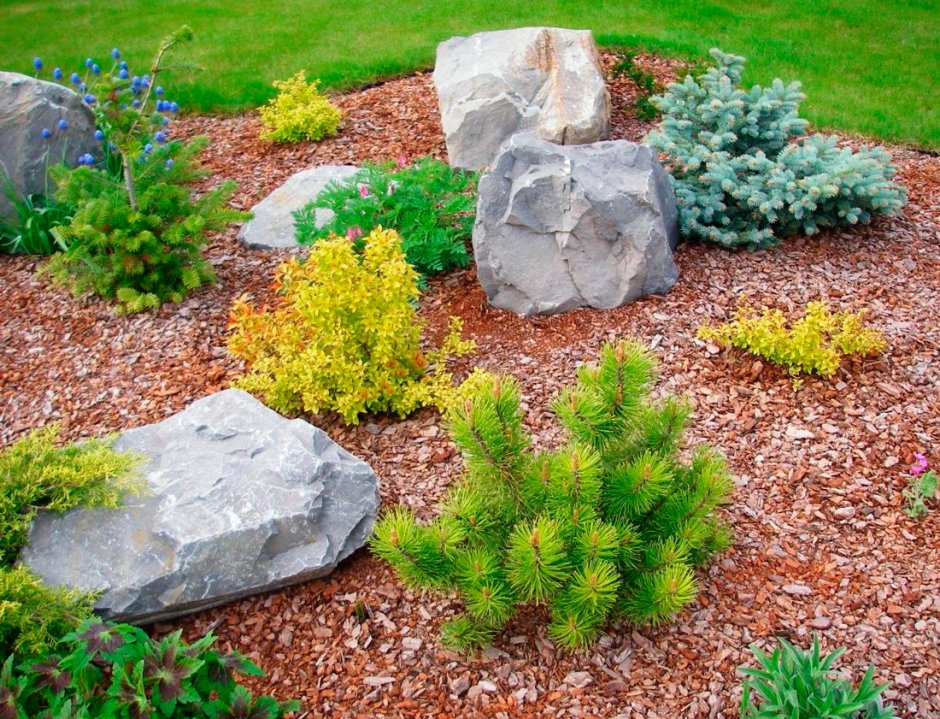 Сосна Горная Альбоспиката Домшке