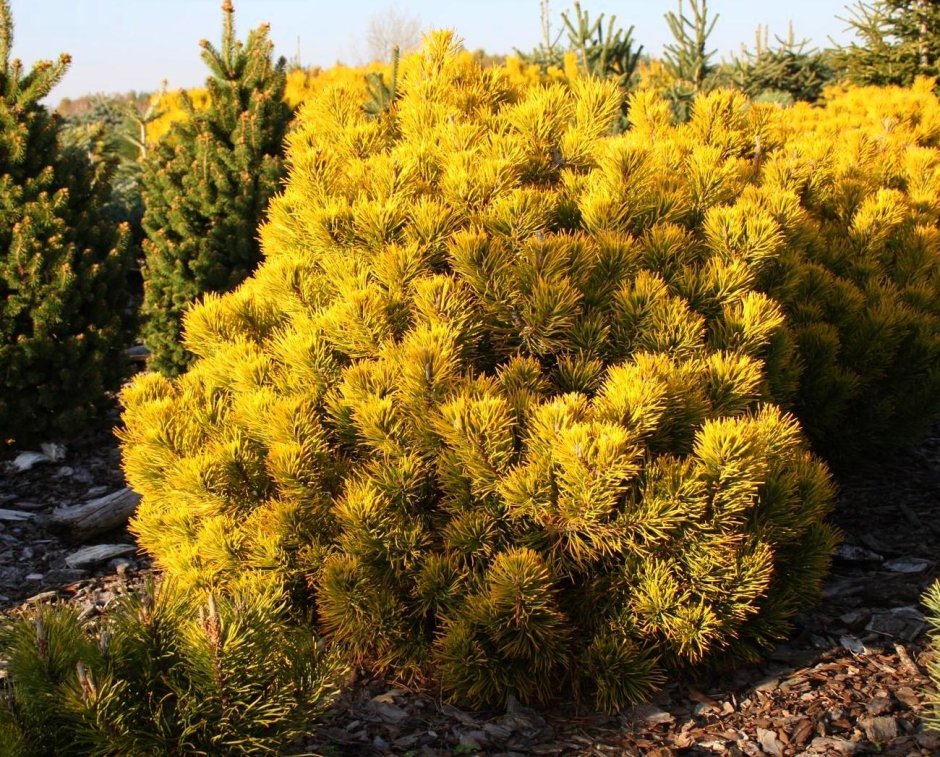 Сосна Pinus mugo Golden Glow