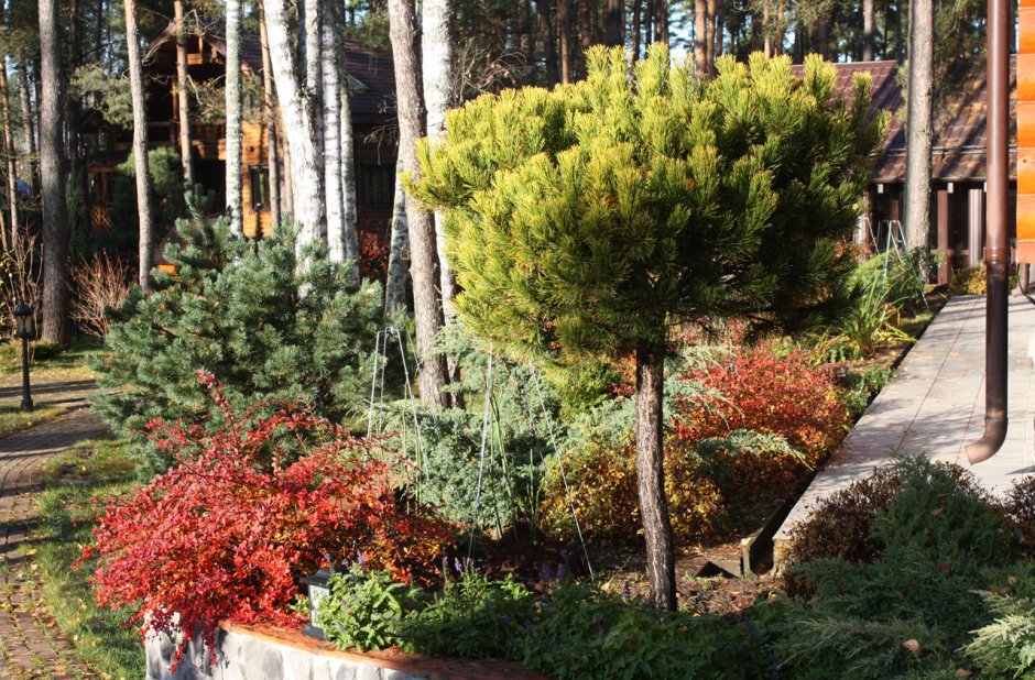 Сосна Pinus Sylvestris