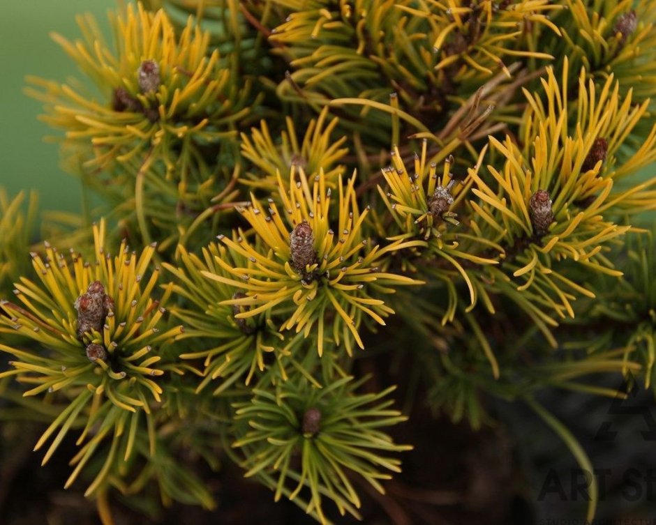 Сосна Горная Веймутова