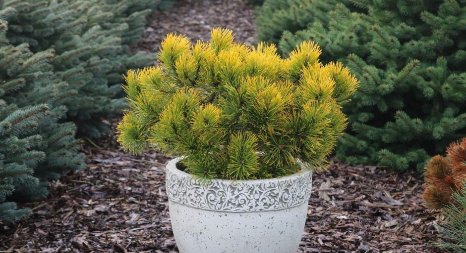 Сосна Горная "Винтерголд" (Wintergold)