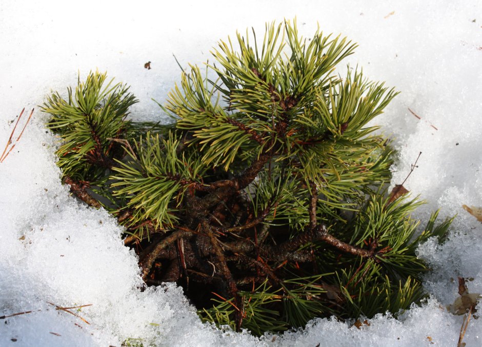 Сосна Горная Офир