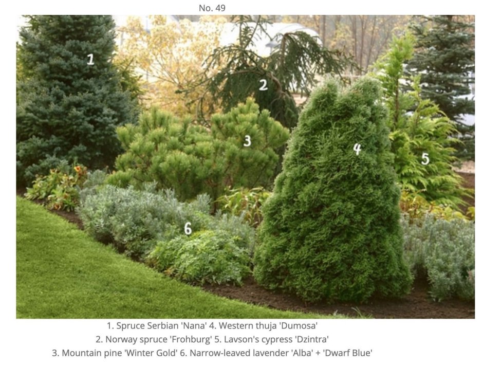 Pinus mugo Mops Gold