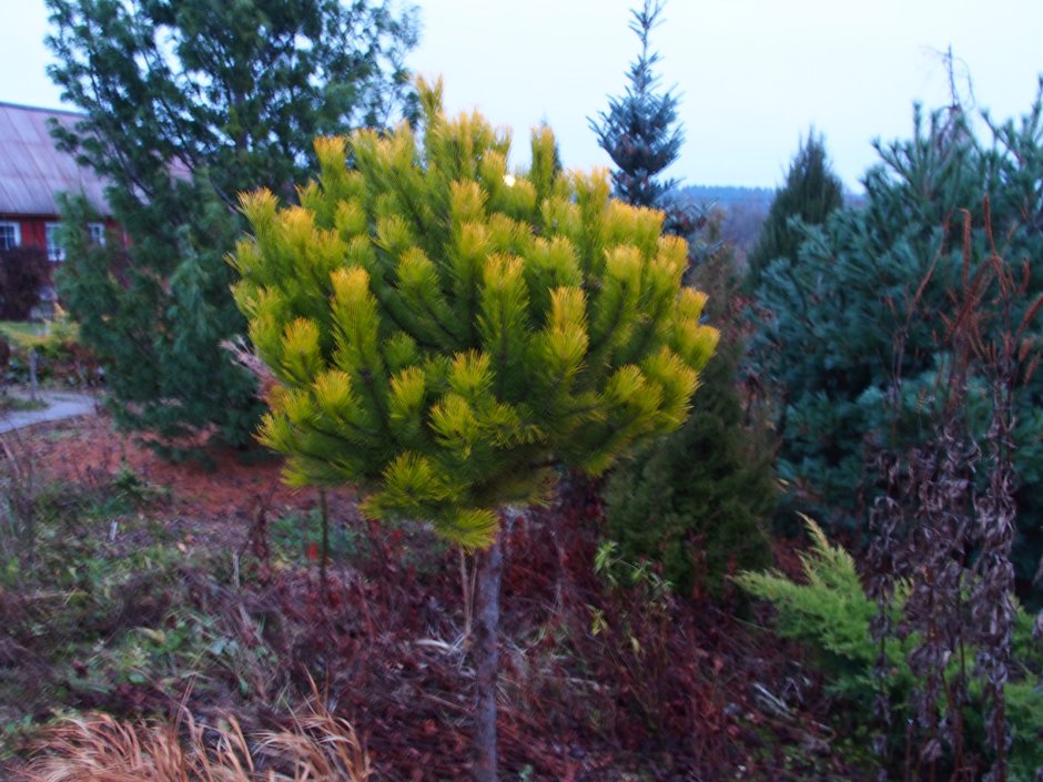 Сосна Горная Винтер Голд на штамбе