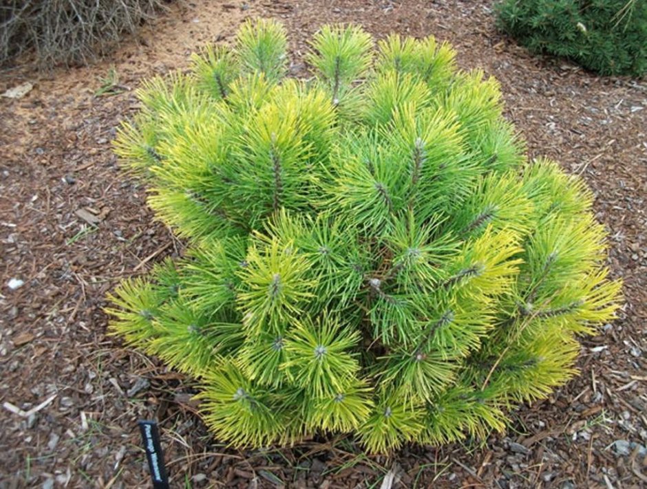 Выпревание сосны