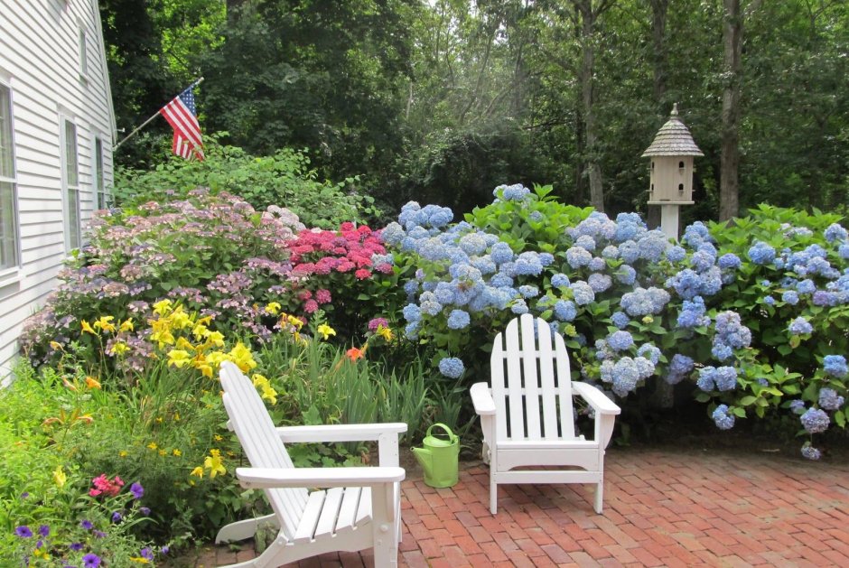 Гортензия у Галкина