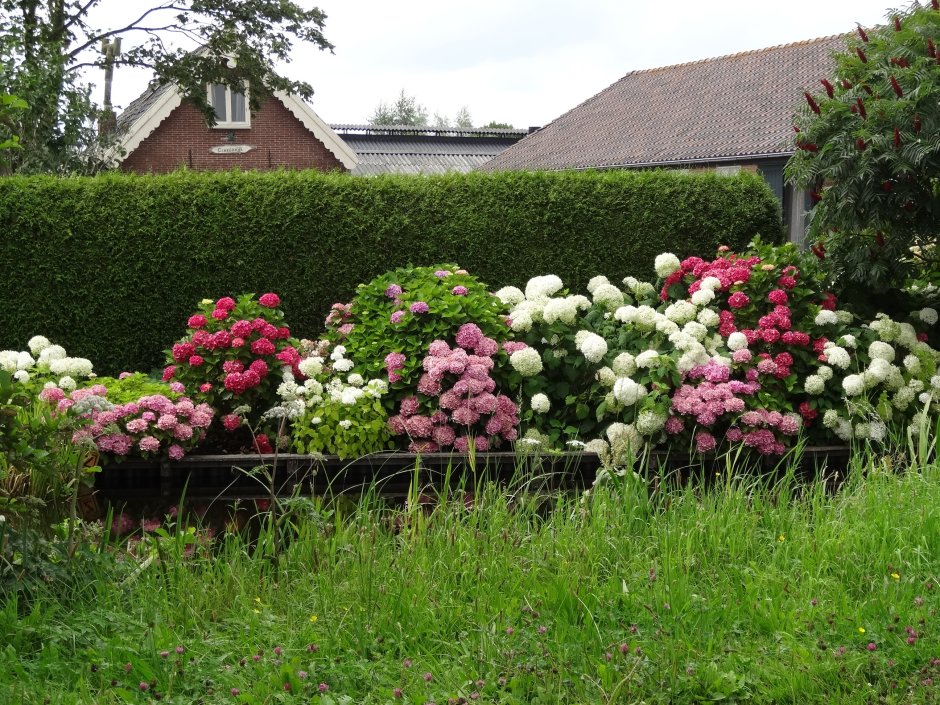 Калина бульденеж спирея гортензия