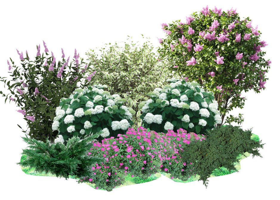 Миксбордер с гортензией