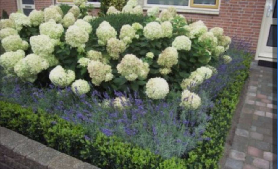 Гортензия Дорис Блю