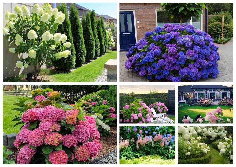 Рабатка с гортензией