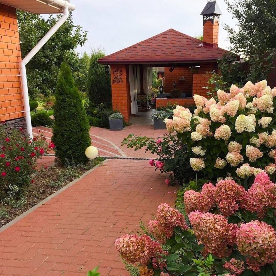 Гортензия Садовая крупнолистная