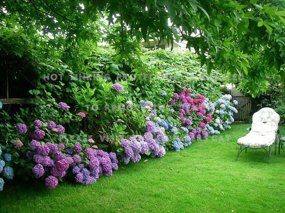 Сад гортензий Натальи Плюшкиной