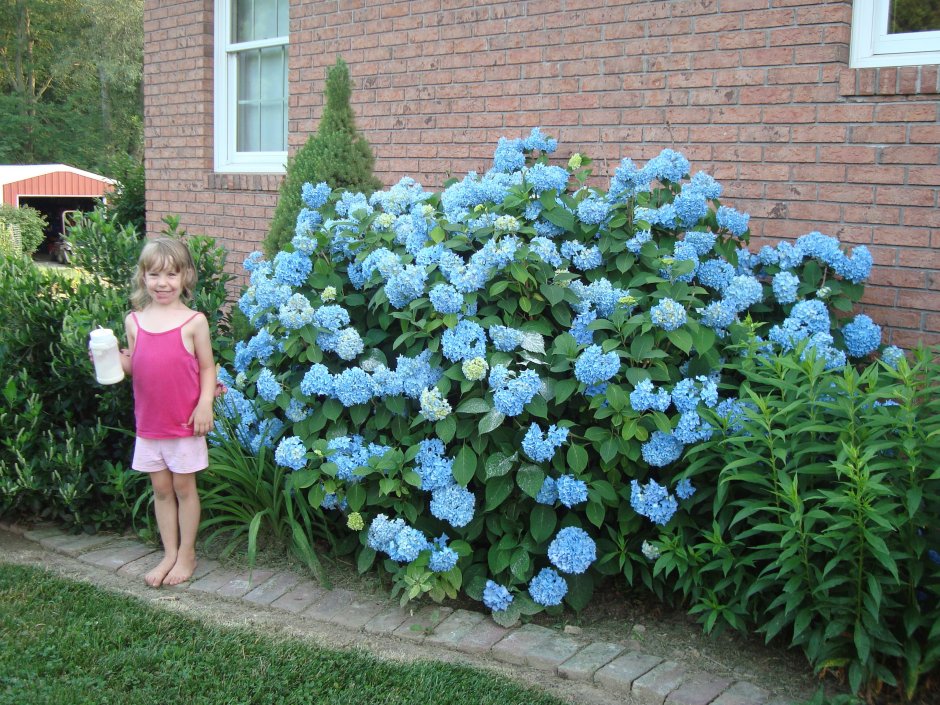 Гортензия сирень миксбордер