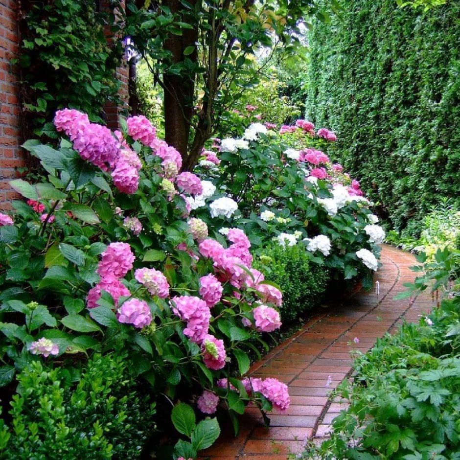 Гортензия Шеварднадзе