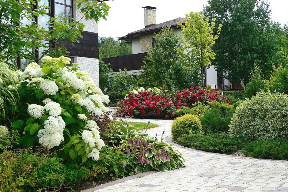 Гортензия крупнолистная в миксбордере