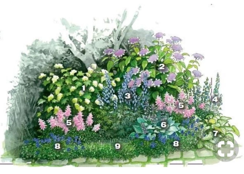 Туя Смарагд и гортензия в ландшафтном