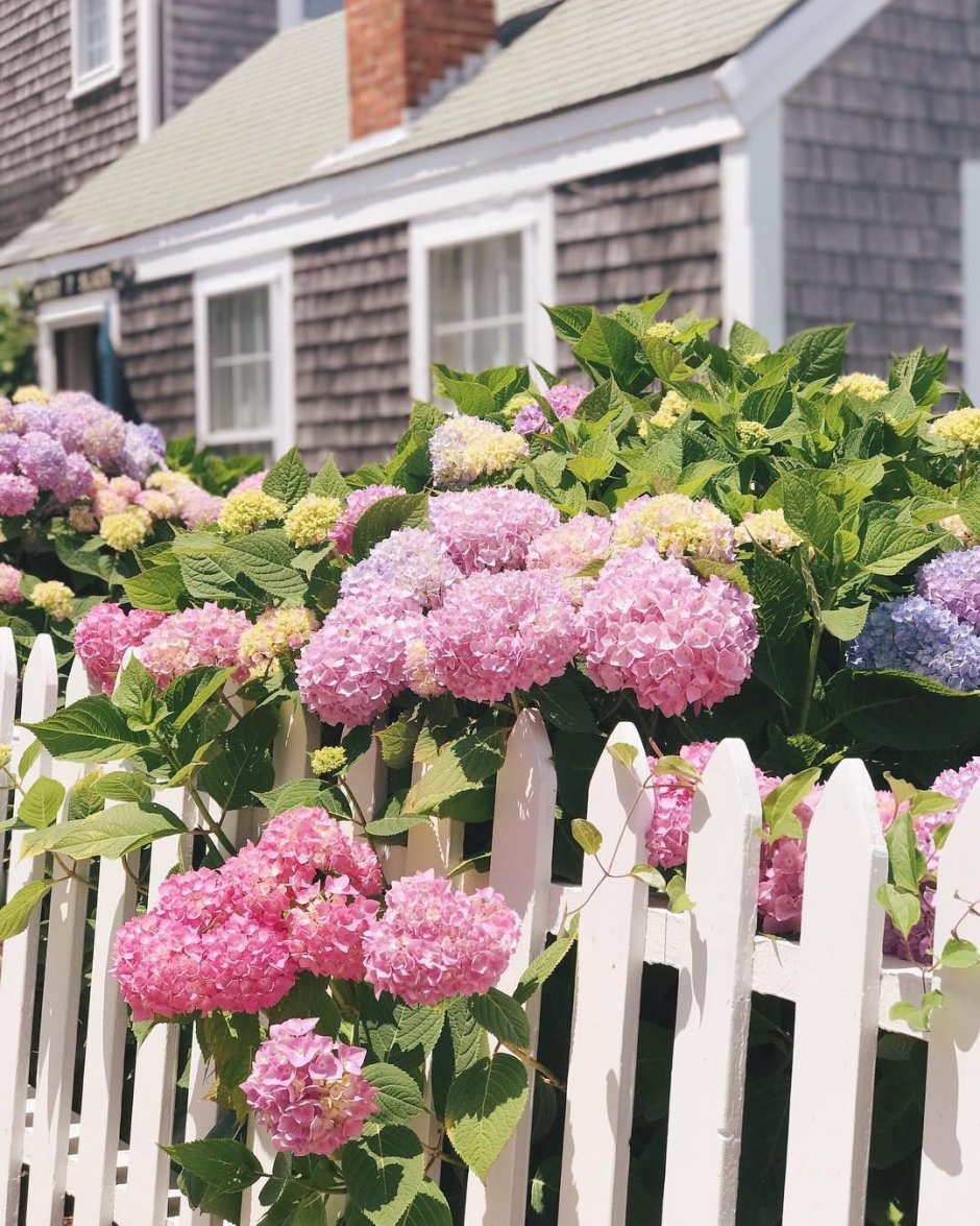 Миксбордер лилейник гортензия и Хоста