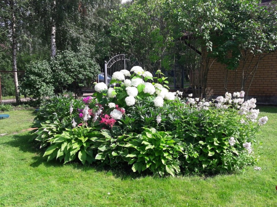 Клумба с гортензией метельчатой