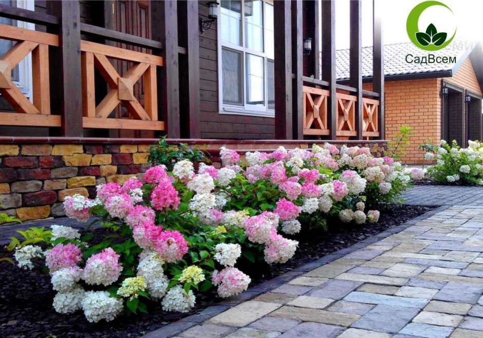 Миксбордер с гортензией метельчатой