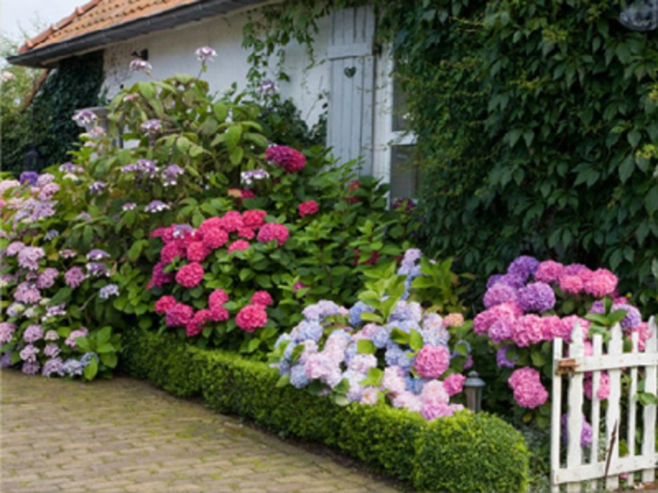 Рокарий с гортензией