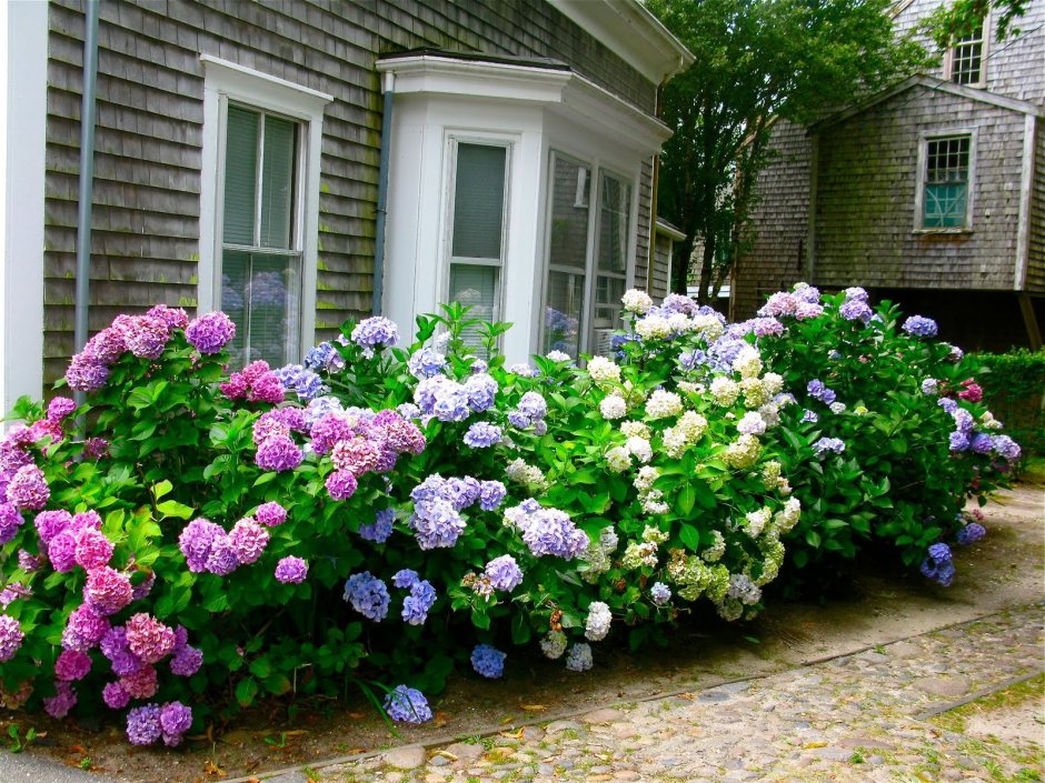 Гортензия почвопокровная пурпурная Королева