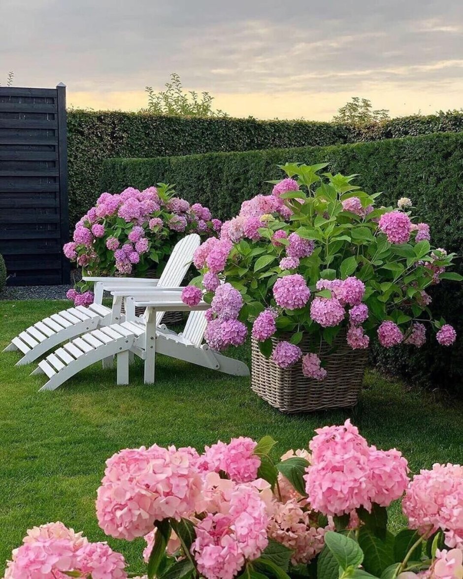 Миксбордер сирень Палибин