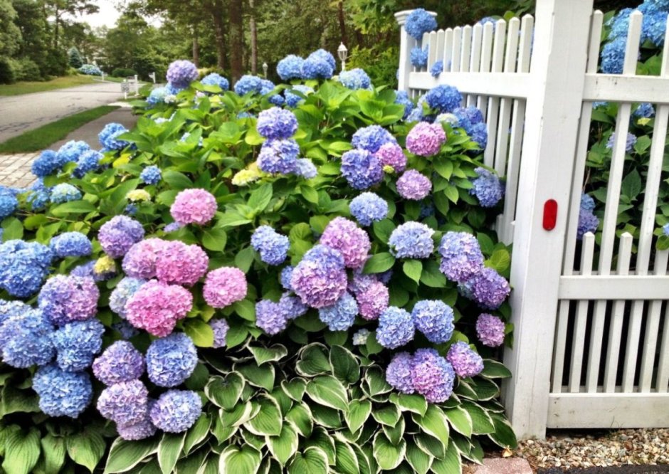 Гортензия крупнолистная изгородь