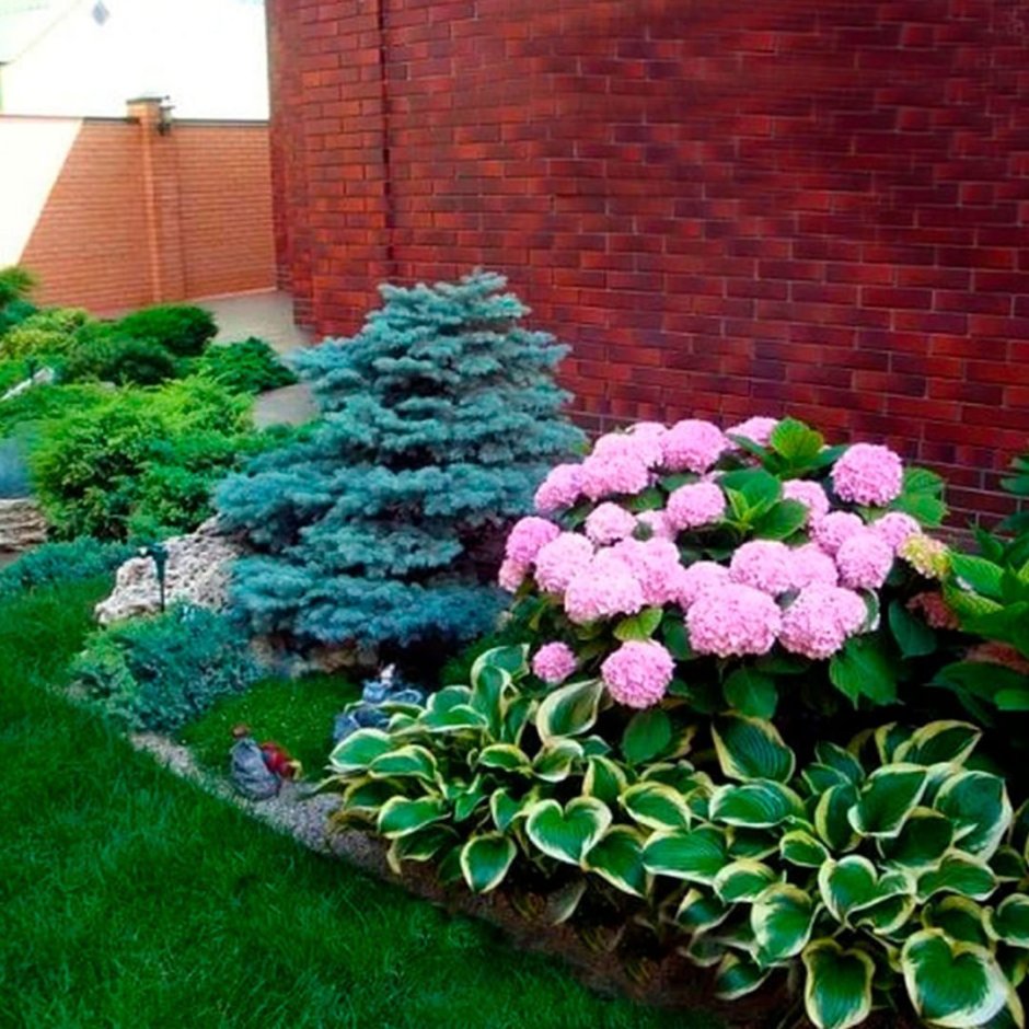 Клумба спирея гортензия Флоксы