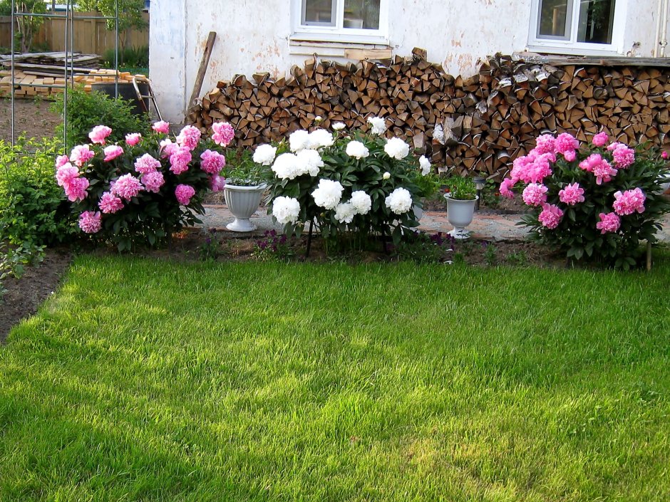 Гортензия метельчатая фиолетовая