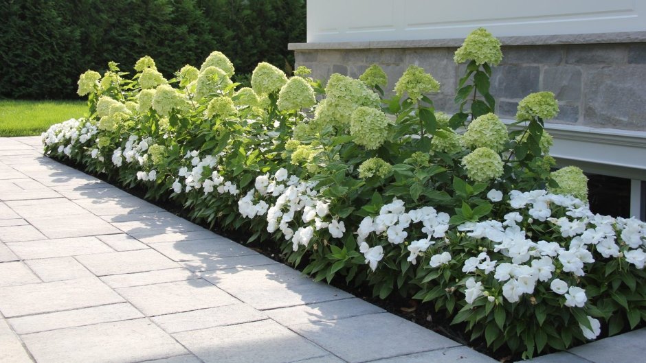 Клумба с гортензией и хостой