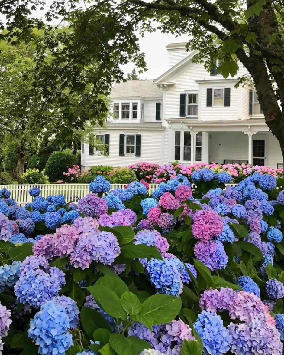 Гортензия Анабель на штамбе