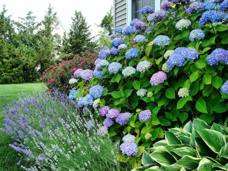 Гортензия Анабель изгородь