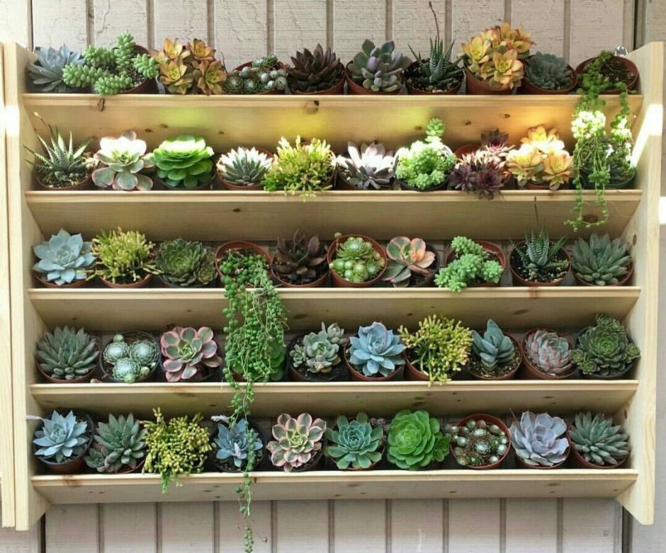 Досветка суккулентов