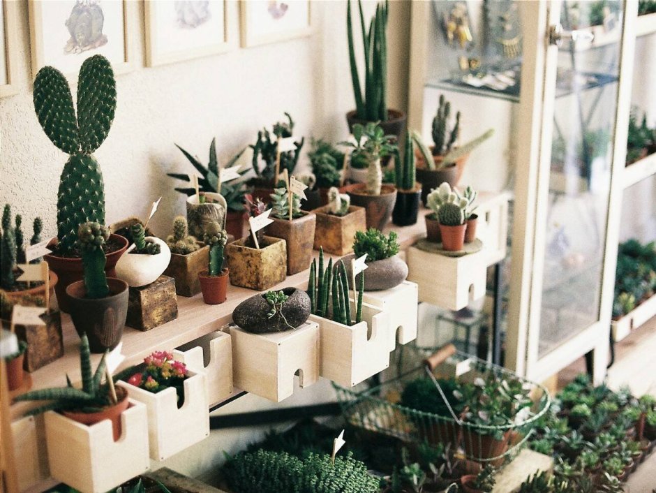 Полки с комнатными растениями в интерьере