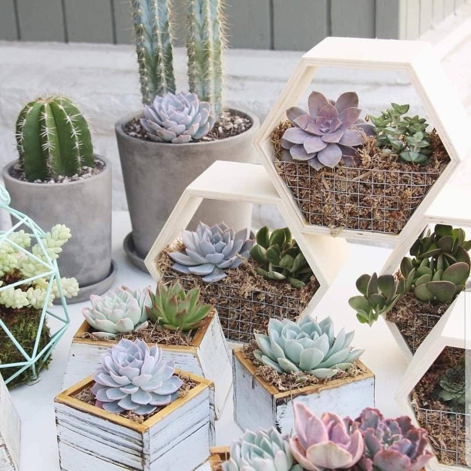 Суккуленты в настенном горшке