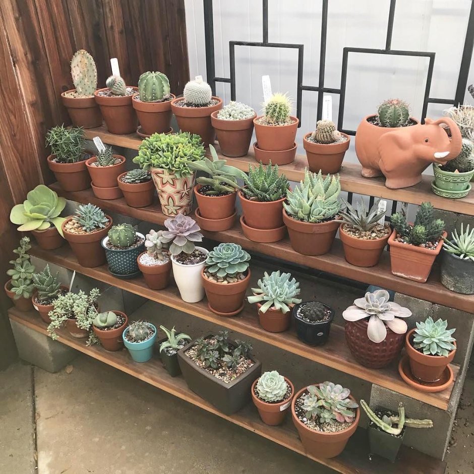 Полки для кактусов