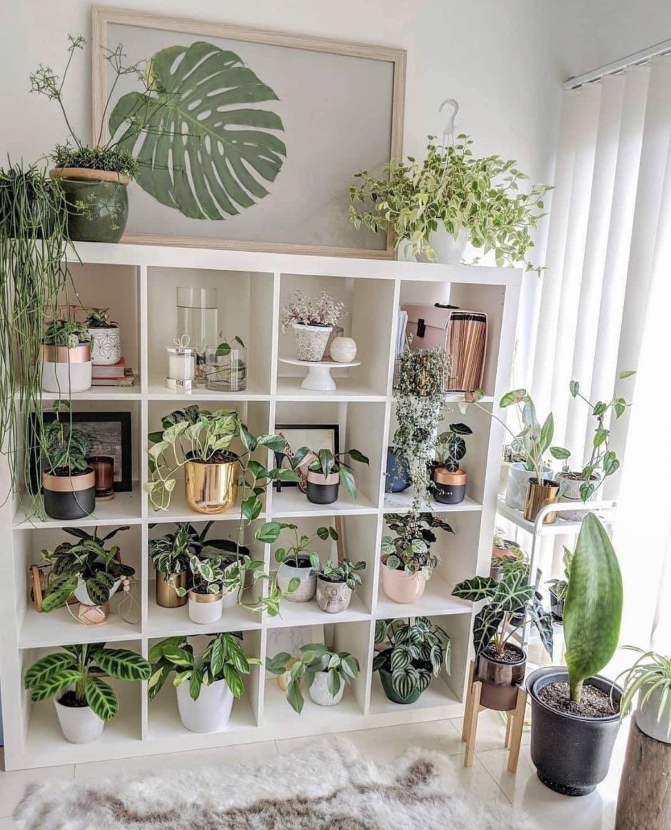 Растения в интерьере