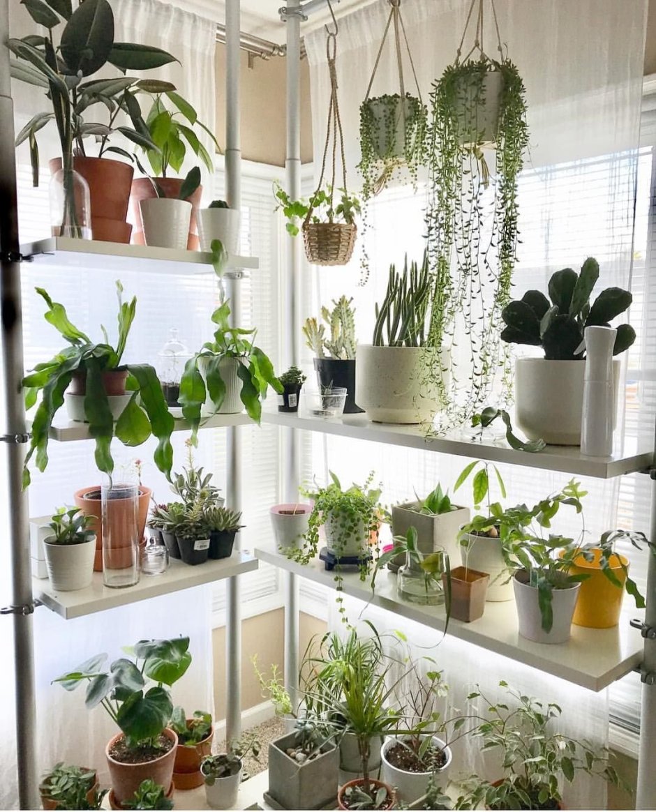 Стеллажи для суккулентов в интерьере