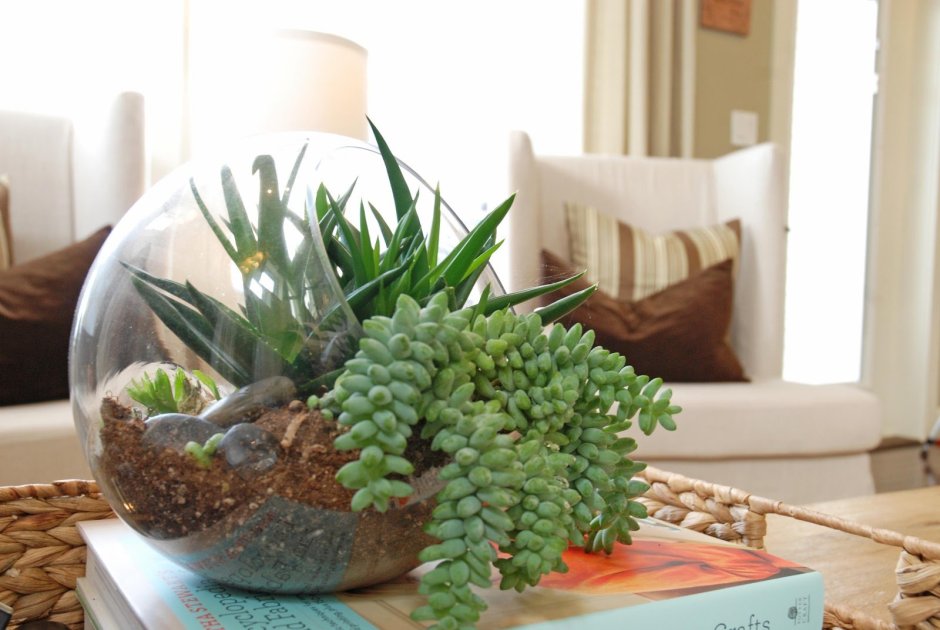 Полки для суккулентов