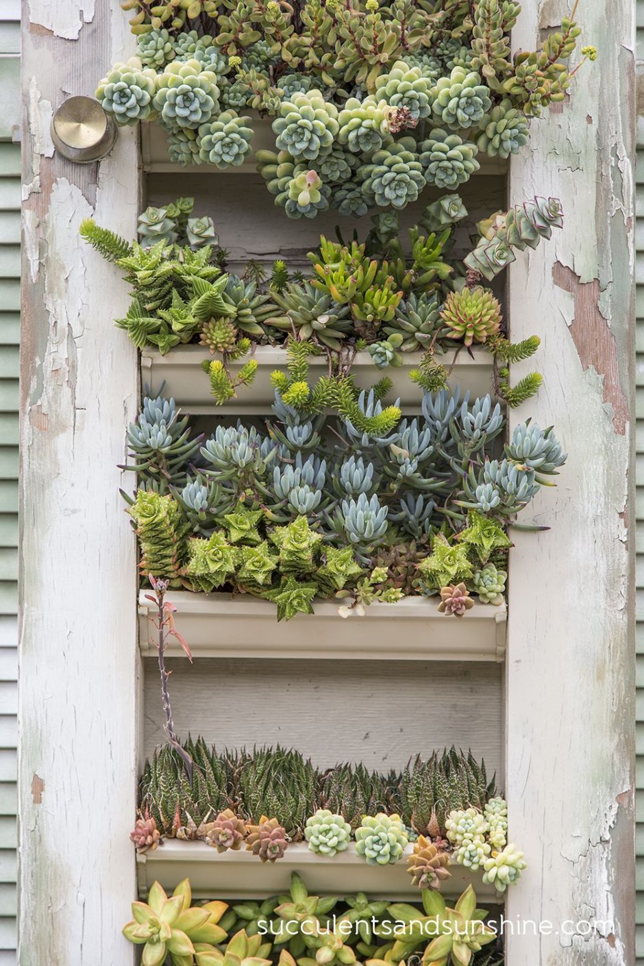 Растение суккулент икеа